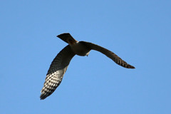 ハイタカのお尻