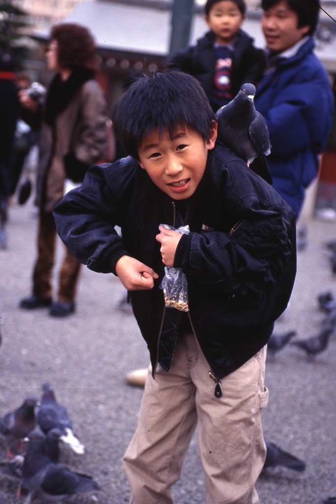 鳩さんに餌やってます