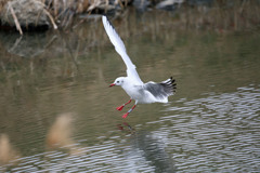 ユリカモメ着水ポーズ