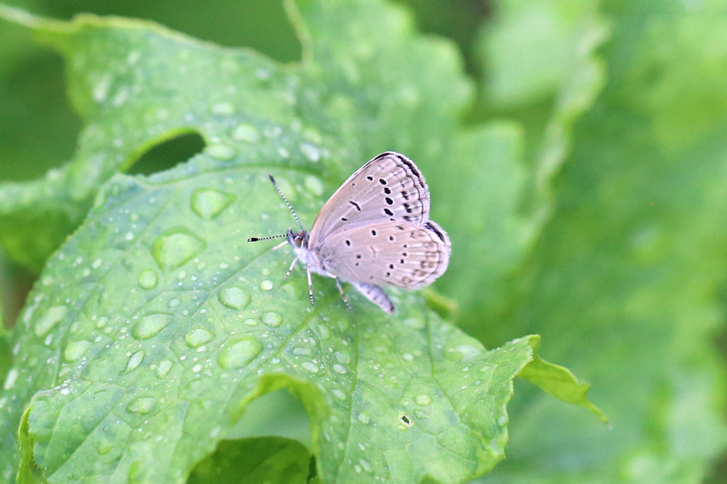 大根好き蝶さん
