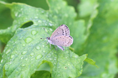 大根好き蝶さん