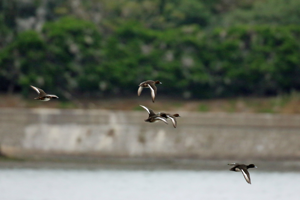カモさん編隊飛行