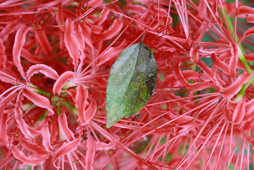 やらせの落ち葉