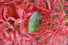 やらせの落ち葉