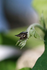 正面からはカッコいい