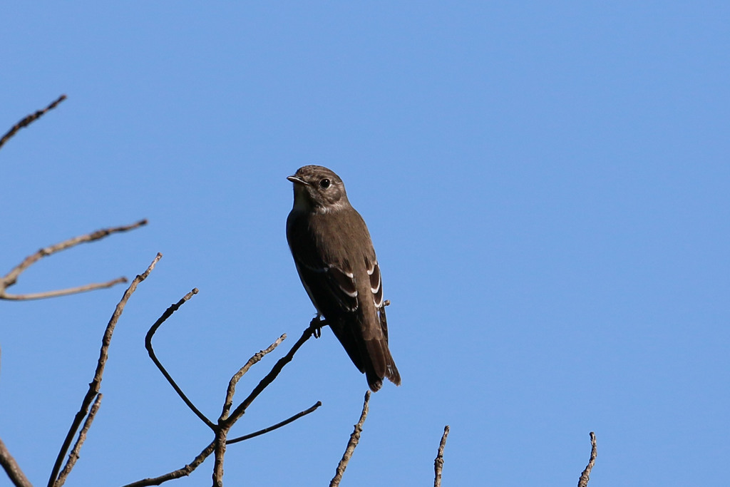 背中綺麗でしょ