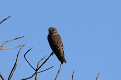 背中綺麗でしょ