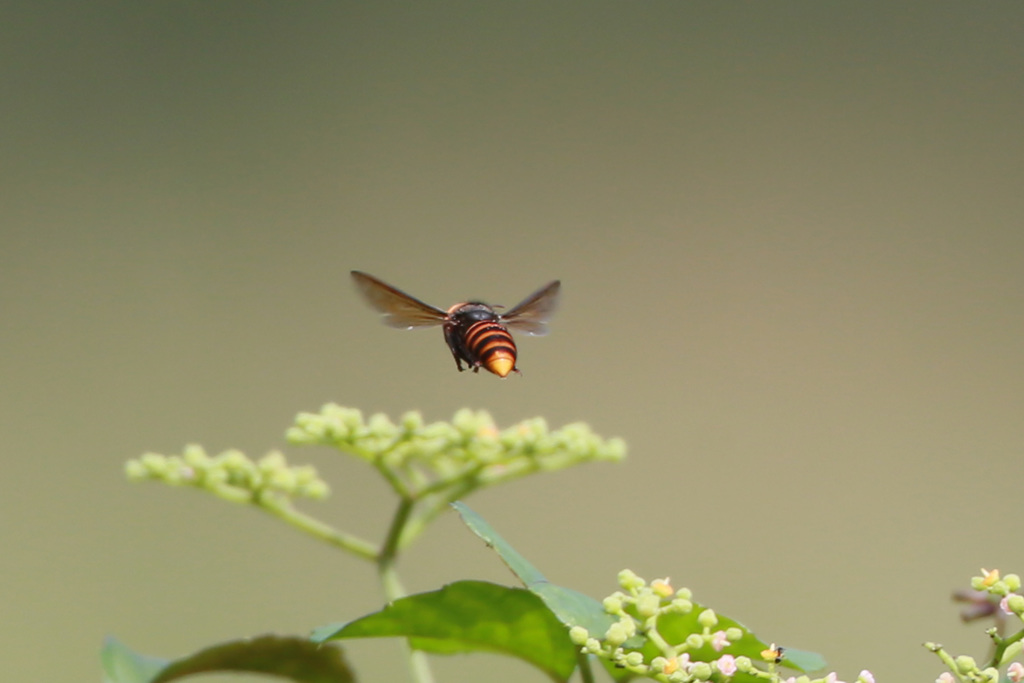 ぶんぶんぶん蜂が飛ぶ