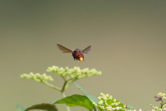 ぶんぶんぶん蜂が飛ぶ
