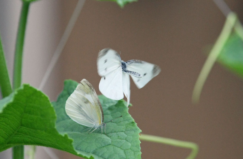 海老反り蝶さん