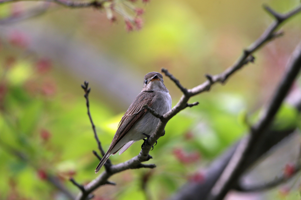 初めてのコサメビタキ-6
