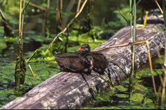 多分バンのヒナかな?