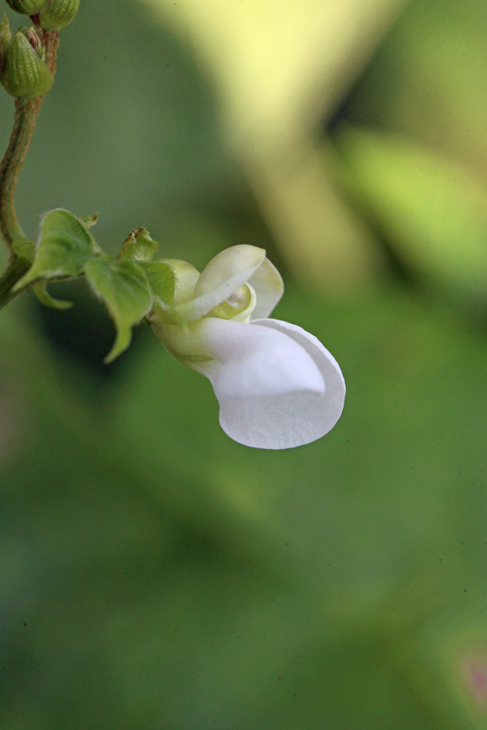 ヒラサヤインゲン