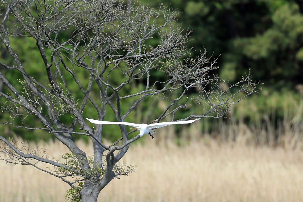 後ろの木にピントバッチリ