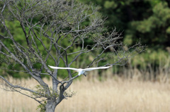後ろの木にピントバッチリ