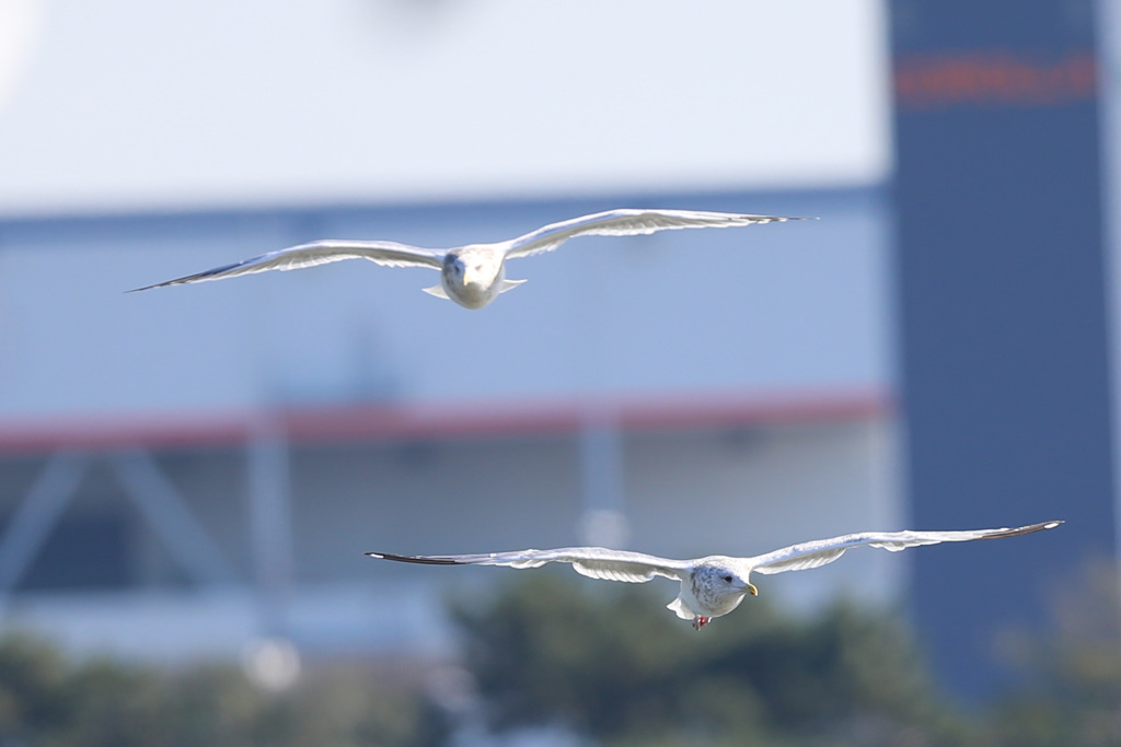 セグロカモメ飛行中