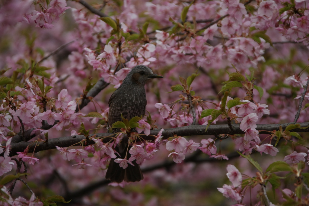 山桜満開