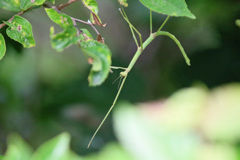 ななふしさんハーイ