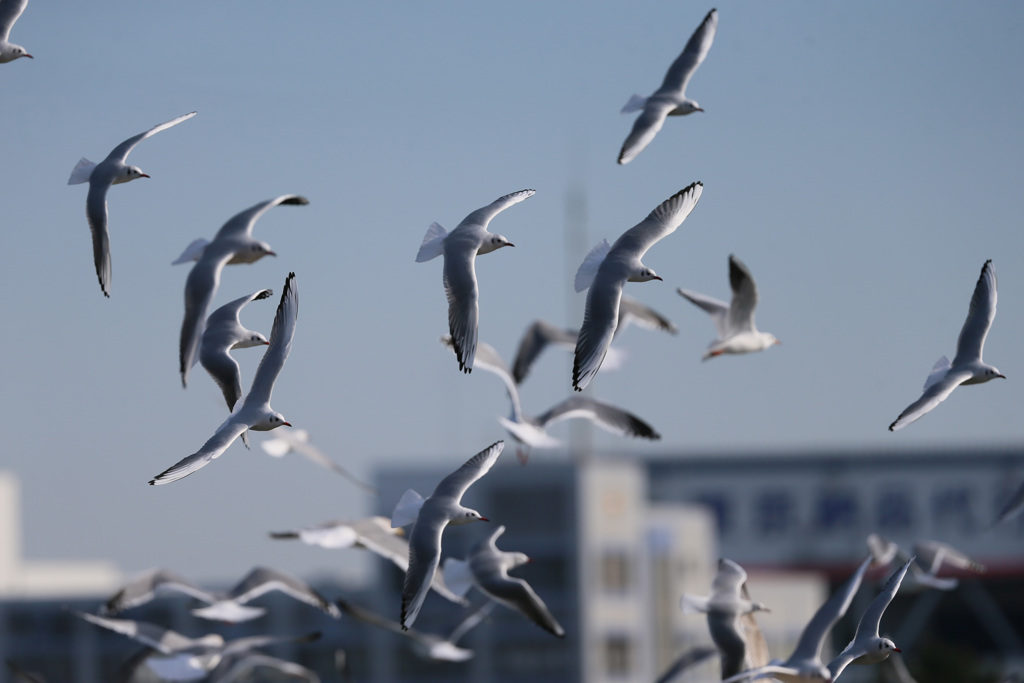 空一面にユリカモメ