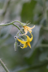 トマトの花