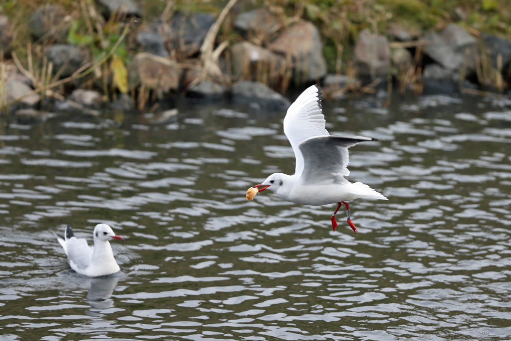 落とさないかな～