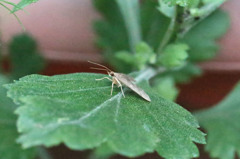 この子も来てくれました