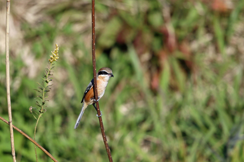 モズさん定番写真