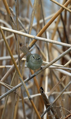 ウグイスポートレート
