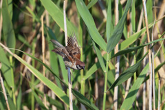スズメ飛び出し