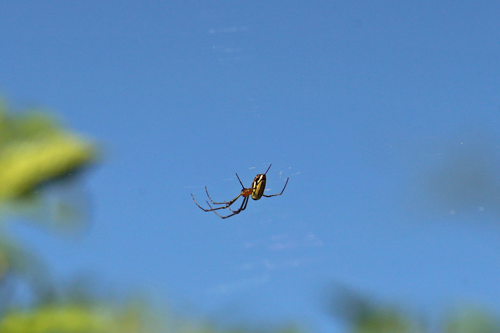 クモ一つある秋空