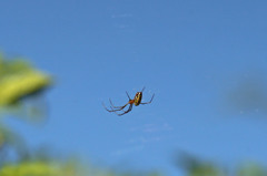 クモ一つある秋空