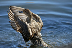 コガモ定番ポーズ-1