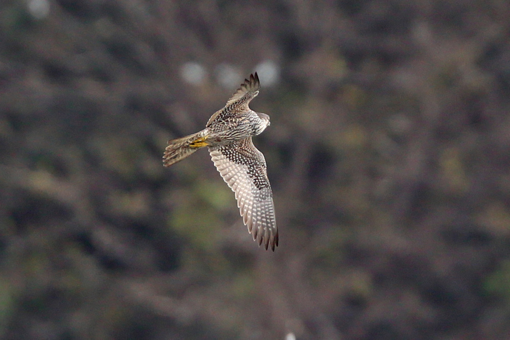 ハヤブサお腹-2