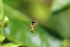 ハナアブホバリング-3