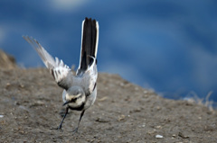 尻尾にピントバッチリ