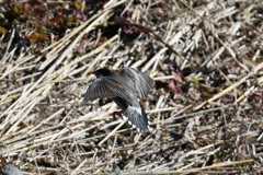 ムクドリ着地-2