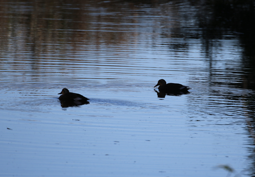 穏やかな昼下がり