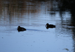 穏やかな昼下がり