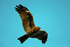 夕日を浴びた鳶