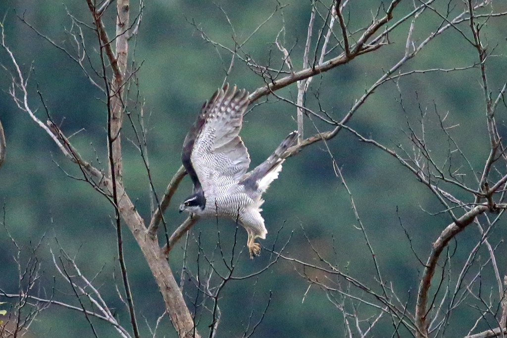 オオタカ飛び出し