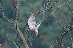 オオタカ飛び出し