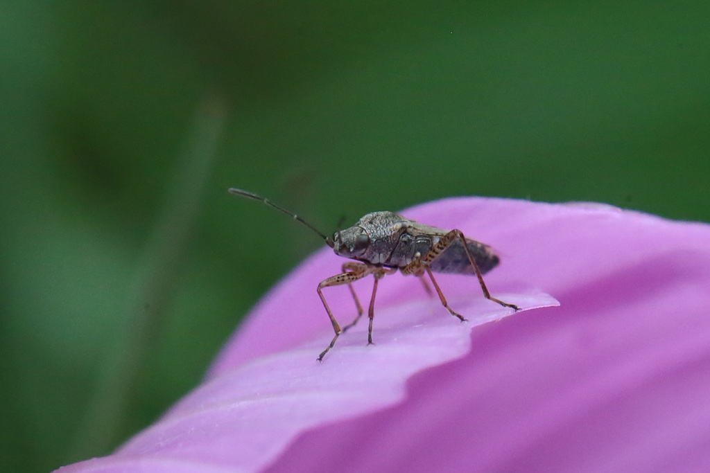 ピンクのステージ