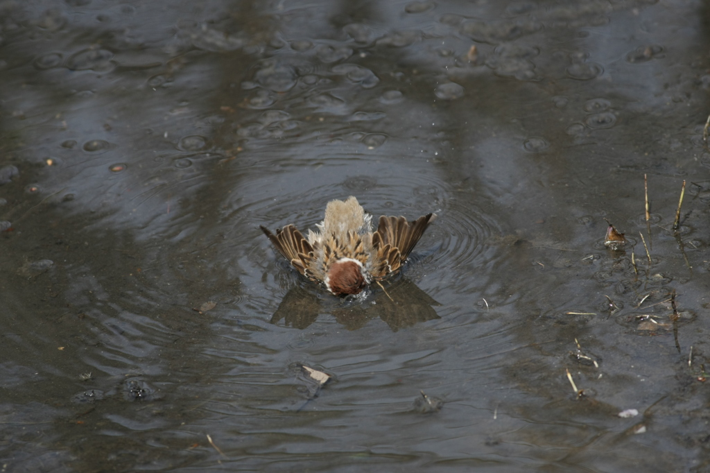 スズメのコマ送りー2