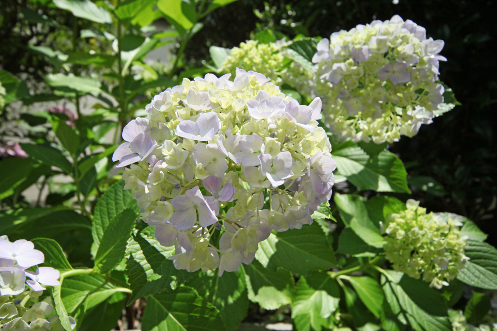 紫陽花日の丸構図です