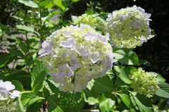 紫陽花日の丸構図です