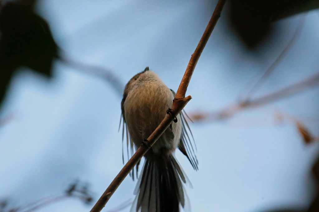 エナガ尾羽広げて