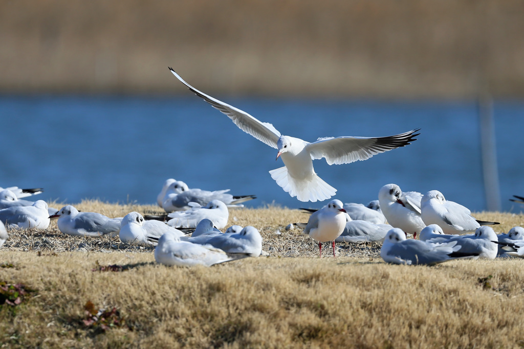ユリカモメ着地