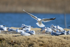 ユリカモメ着地