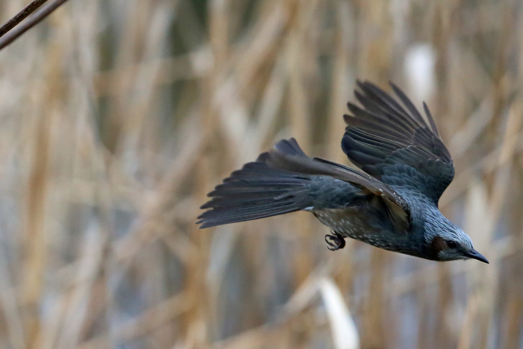 ヒヨドリ飛び出し