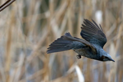 ヒヨドリ飛び出し